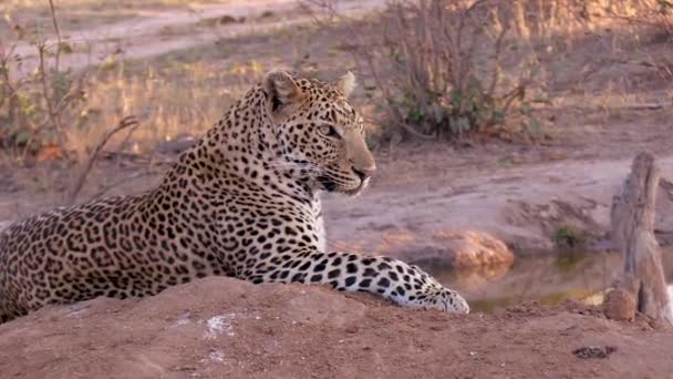 Цей Великий Leopard Відпочиває Рано Ввечері Після Чергового Довгого Гарячого — стокове відео