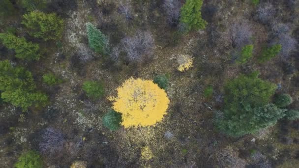 Вид Білий Ялиновий Ліс Жовтим Деревом Обертається Накладний Постріл — стокове відео