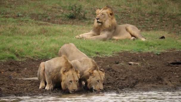 Dos Leones Machos Beben Del Río Junto Con Tercer León — Vídeo de stock