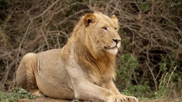 Wild Male Lion Sits Och Lies Ground Kruger National Park — Stockvideo