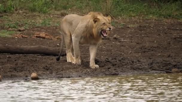 Lion Mâle Grogne Près Rivière Promène Long Rive Suivez Shot — Video