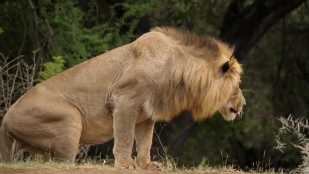 野生動物の背景に座ってから立ち上がりやすいオスのアフリカライオン — ストック動画