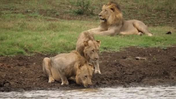 León Macho Une Hermano Para Beber Río Alpha Bosteza Fondo — Vídeos de Stock