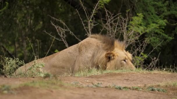 León Macho Acechando Cautelosamente Presa Mientras Agacha Bajo Parque Nacional — Vídeos de Stock