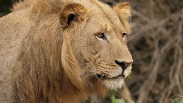 León Parpadea Lentamente Mirando Hacia Distancia Primer Plano Del Perfil — Vídeos de Stock