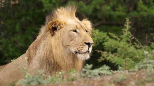 Trots Mannelijke Leeuw Kijken Prooi Terwijl Jagen Verstoppen Uit Het — Stockvideo