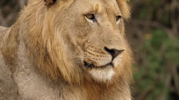 Gros Plan Inclinez Vous Tête Lion Mâle Adulte Grandes Pattes — Video