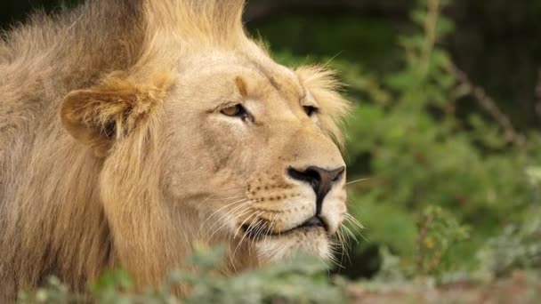 Wild Male Lion Intensive Watching Hunted Prey Closeup Face Mane — Stock video