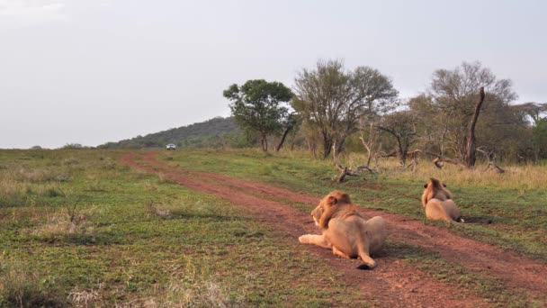 Два Самці Африканські Леви Лежать Передній Дорозі Коли Наближається Автомобіль — стокове відео