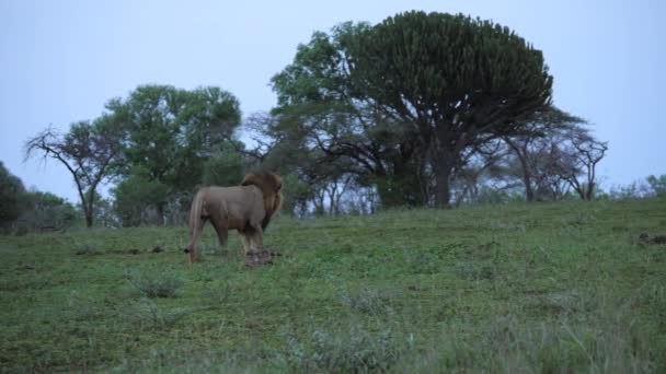 Pan Majestuoso Macho León Melena Negra Camina Más Allá Del — Vídeos de Stock