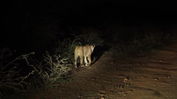 Vrouwelijke Afrikaanse Leeuw Nachts Verlicht Door Voertuig Koplampen Schijnwerpers — Stockvideo