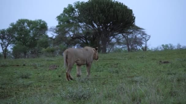 若い男性アフリカライオン早朝の夜の光の中で草の根を歩く — ストック動画