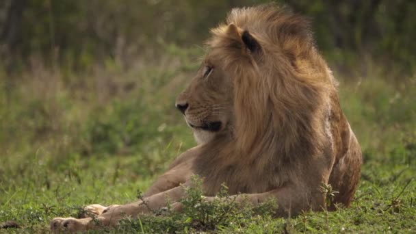 Velký Pes African Black Mane Lion Vypadá Vlevo Rámu Vyberte — Stock video