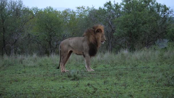 Görkemli Yakalı Erkek Afrika Aslanı Geriliyor Tekrar Yatıyor — Stok video