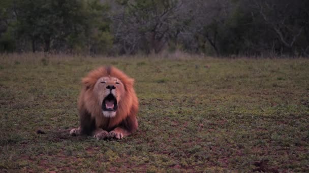 Adorable Macho León Africano Ruge Muchas Veces Mirando Directamente Cámara — Vídeos de Stock