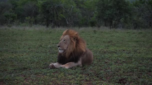 Sömnig Hane Black Mane Lion Slappnar Blåsig Varm Aftonskugga — Stockvideo