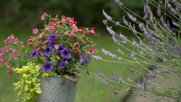 Flowers Pot Garden Wind Blowing — Stock Video
