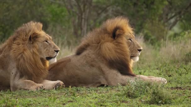 Dos Leones Africanos Masculinos Atentos Ven Bien Día Sabana Brisa — Vídeos de Stock