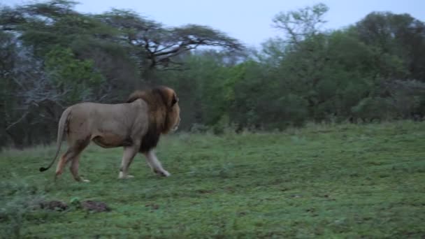 Panorámica Potente Macho León Melena Negra Camina Por Pendiente Cubierta — Vídeos de Stock