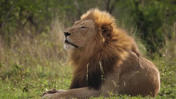 Macho Negro Melena León Olfatea Aire Mientras Relaja Africana Savanna — Vídeos de Stock