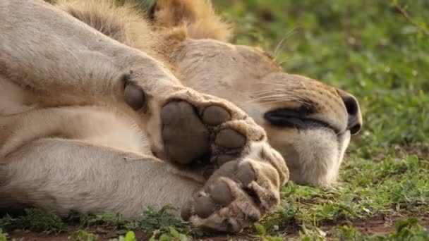 Close Pull Focus Dormire Africano Leone Faccia Suo Enorme Zampe — Video Stock