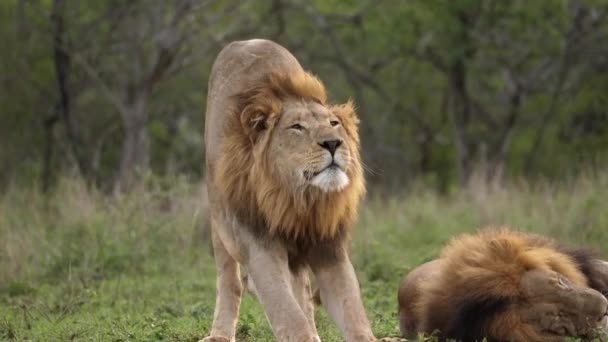 Grand Mâle Africain Black Mane Lion Grand Étirement Après Sieste — Video