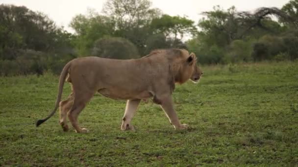 Osamělý Samec Afrického Lva Kráčí Zleva Doprava Větrné Africké Savaně — Stock video