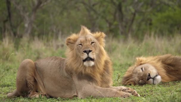 Two Tawny Male African Lions Relax Strong Wind Blows Manes — Stock Video