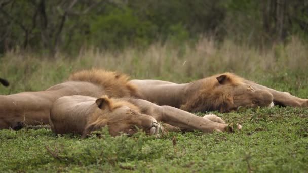 Three Male African Lions Try Sleep Windy Bushland Afternoon — Stock Video