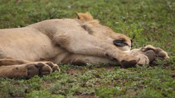 Africký Lev Spí Pokojně Svěží Zelené Africké Savaně — Stock video