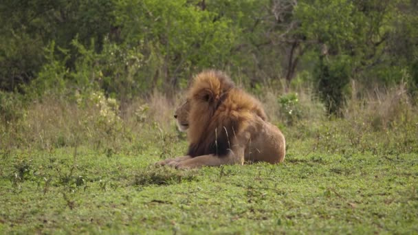 African Black Mane Lion Sbadiglia Lecca Costolette Mostra Una Breve — Video Stock