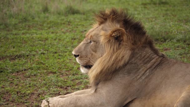 Лінивий Саван Африканського Лева Розслаблюється Дивлячись Ліворуч — стокове відео