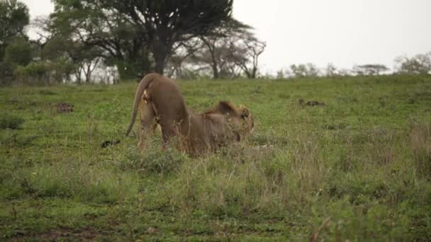 Jeune Black Mane Lion Face Droite Grand Étirement Sur Savane — Video