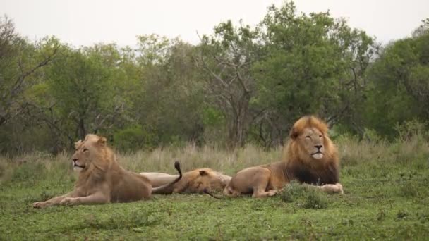 Leones Africanos Sientan Como Bookends Dormir Tercero Día Ventoso Africano — Vídeos de Stock