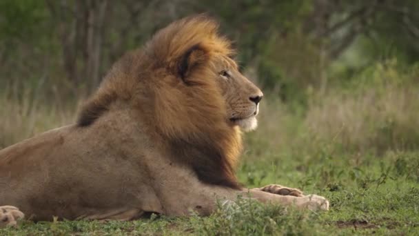 Grande Maestoso Maschio Black Mane Lion Guarda Destra Della Cornice — Video Stock