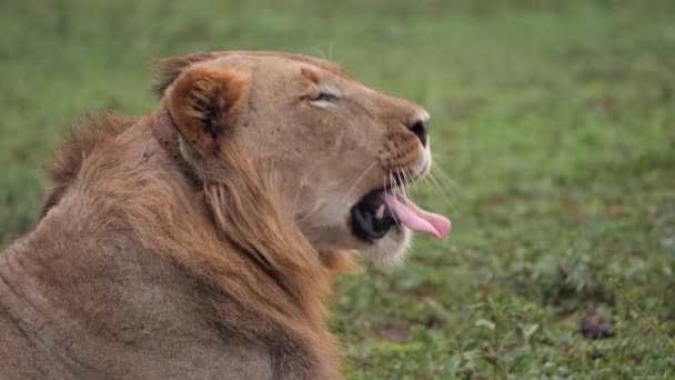 Zatčen Juvenilní Samec Afrického Lva Ukazuje Masivní Zuby Velkém Zívnutí — Stock video