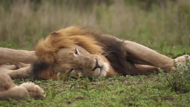 Patriarca León Africano Con Collar Descansando Con Orgullo Sabana Verde — Vídeos de Stock