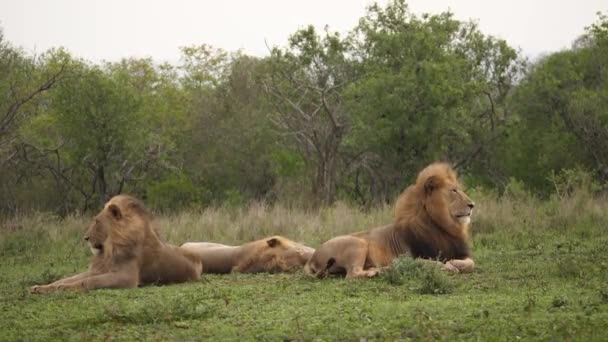 Africano Negro Crin León Papá Fastidia Hijo Ventoso Día Savanna — Vídeo de stock