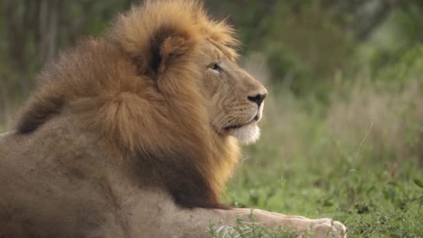 Primer Plano Del León Africano Macho Mirando Derecha Con Melena — Vídeos de Stock