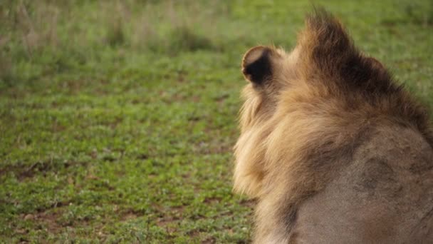 Amusant Black Mane Lion Avec Crinière Mohawk Tourne Pour Regarder — Video