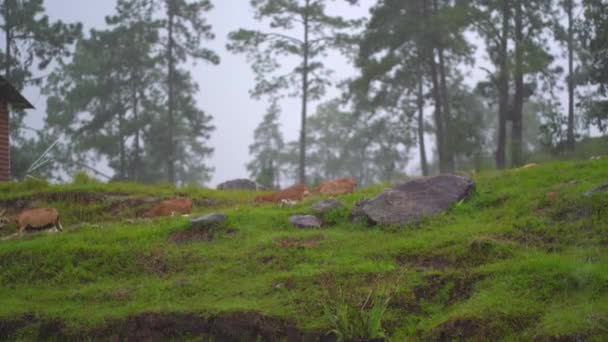 Geiten Rennen Hill Geiten Onder Regen — Stockvideo