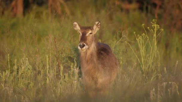 Feminino Waterbuck Antílope Balança Cabeça Olha Para Câmera Caminha Grama — Vídeo de Stock