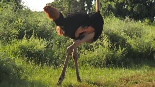 Closeup Body Legs Ostrich Slowing Run Walk Grass Landscape — Stock Video