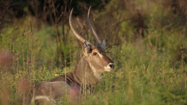 Pria Waterbuck Berbaring Rumput Menggaruk Kembali Dengan Tanduk Golden Hour — Stok Video