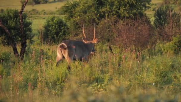 Waterbuck Walking Grass Golden Hour Rietvlei Nature Reserve South Africa — стокове відео