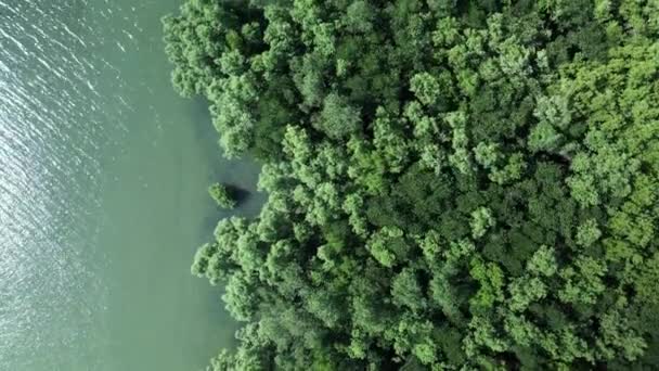 Bosque Manglares Borde Del Agua Defensa Natural Del Mar Avión — Vídeos de Stock