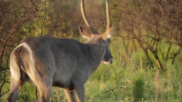 Férfi Vízimadár Kobus Ellipsiprymnus Elsétál Fehér Gyűrűvel Hátsóján — Stock videók