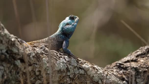 Lagarto Árvore Agama Cabeça Azul Árvore Ensolarada Com Gramíneas Primeiro — Vídeo de Stock