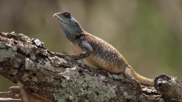 Niebieski Głowy Agama Drzewo Jaszczurka Pełna Ramka Gałęzi Drzewa Świetle — Wideo stockowe