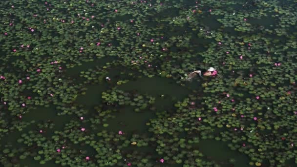 분홍색 호수에서 헤엄치고 아시아 남자의 무인기 늘어진 연꽃을 수확하여 먹는다 — 비디오